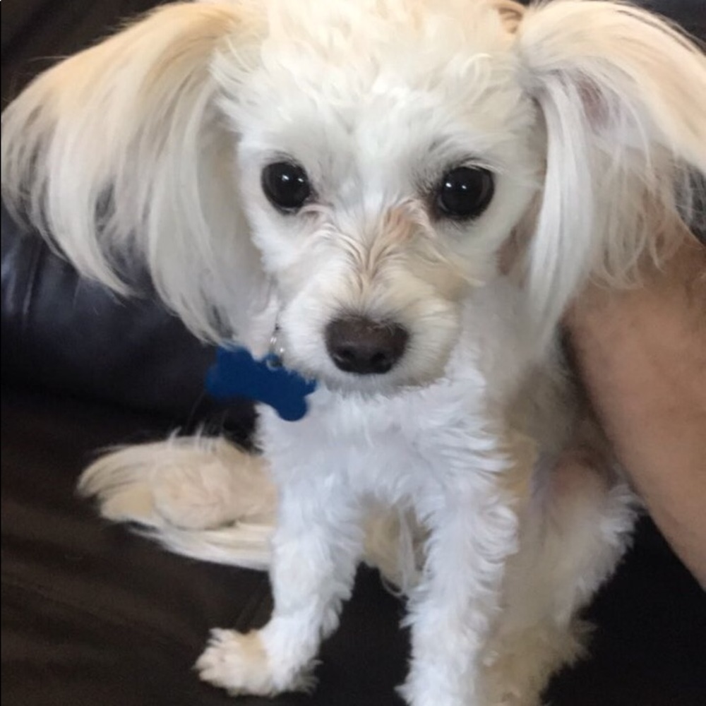 Meet your Posher, heena